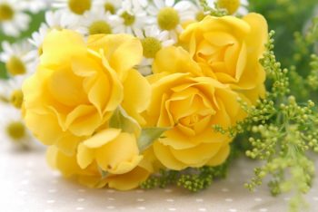 父の日黄色いバラ